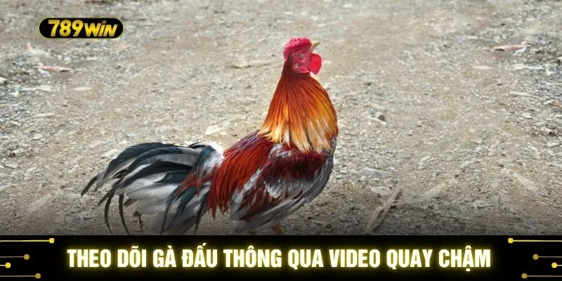 Theo dõi gà đấu thông qua video quay chậm